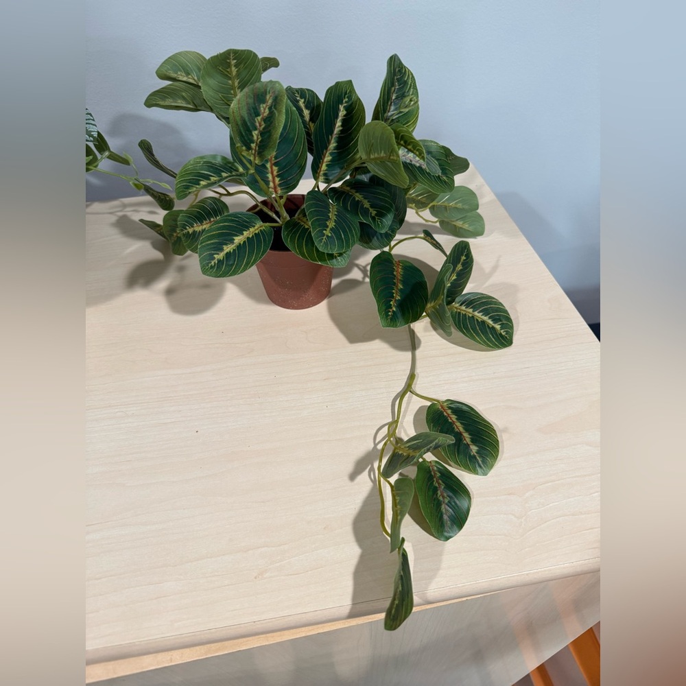 Plants / trailing plant / home accents